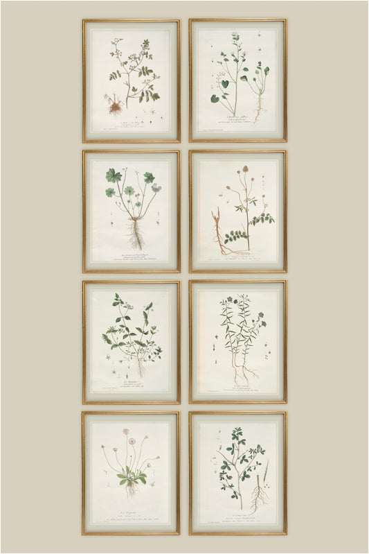 French Botanicals with Silver Border | Set of 8, 3 Sizes