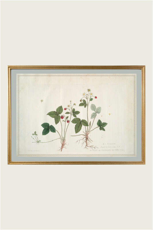 French Botanical "Fraise"