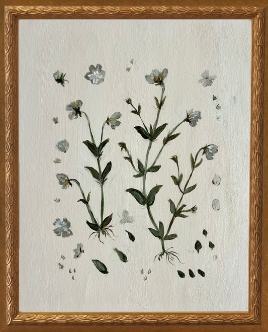 Botanical Studies - Viola