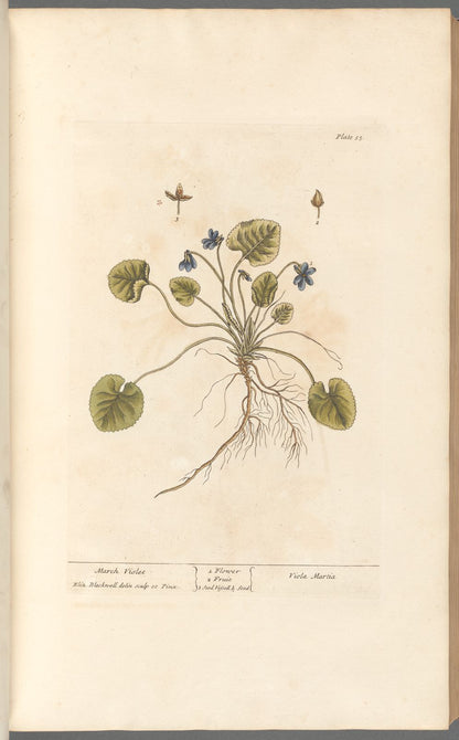 Botanical Collection | Art Prints
