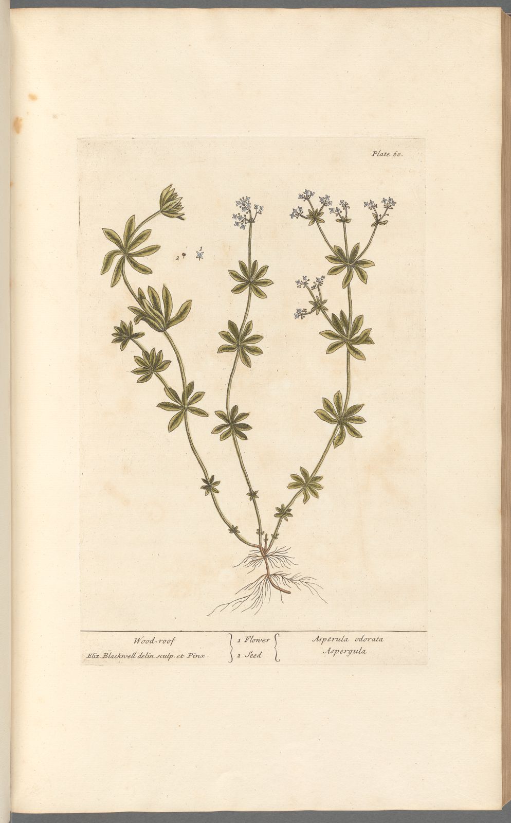 Botanical Collection | Art Prints