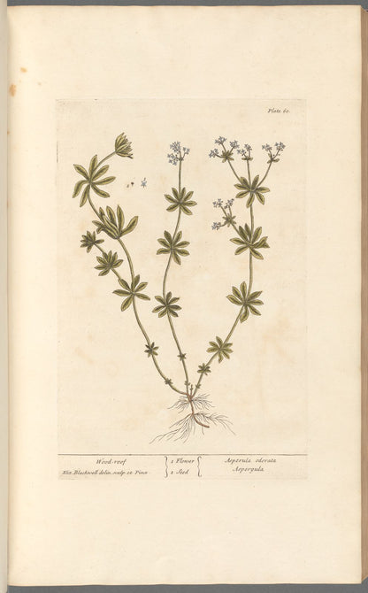 Botanical Collection | Art Prints