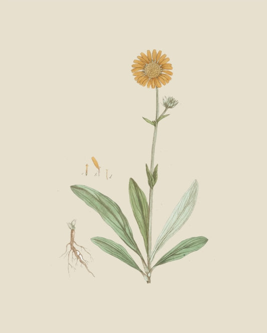 French Botanicals on Cream 6