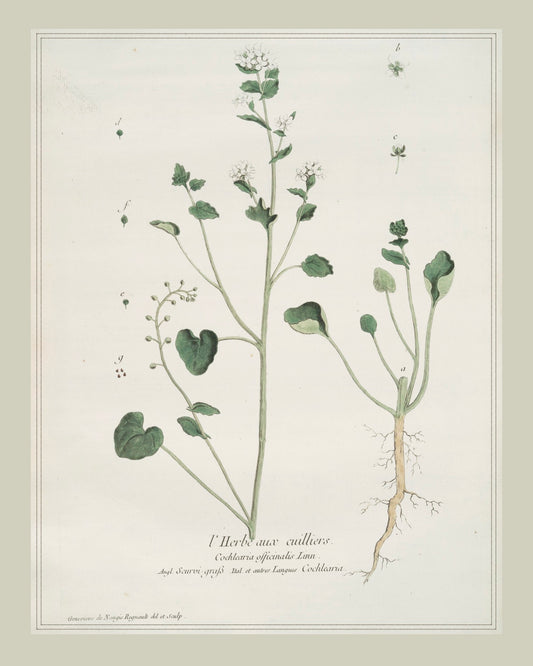 French Botanicals with Soft Border | l'Herbe Aux Cuilliers