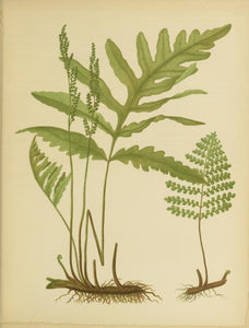 Botanical Print - Fern #6