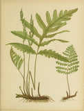 Botanical Print - Fern #6