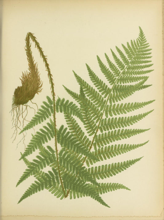 Botanical Print - Fern #4