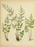 Botanical Print - Fern #5