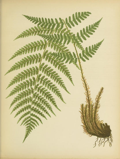 Botanical Print - Fern #2