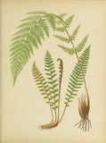 Botanical Print - Fern #1