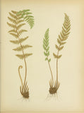 Botanical Print - Fern #3
