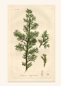 Juniper Virginiana - Classic
