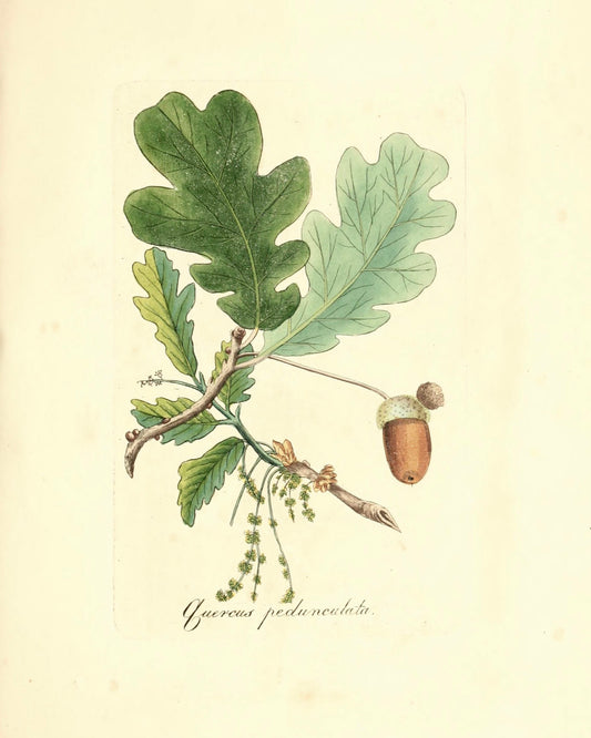 Botanical Print - Quercus