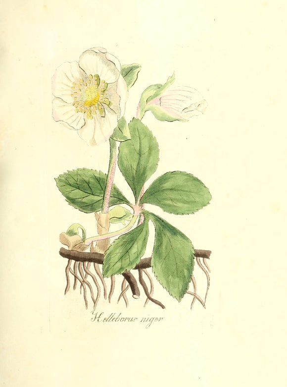 Botanical Print - Helleborus