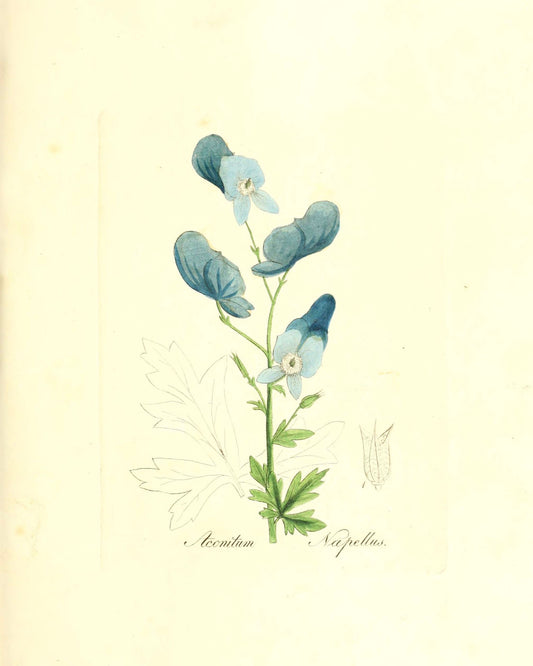 Botanical Print - Aconitum
