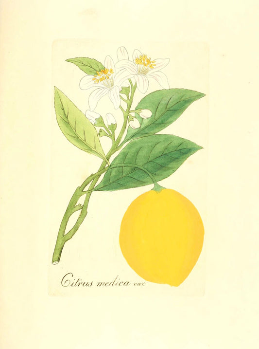Botanical Print - Citrus Medica