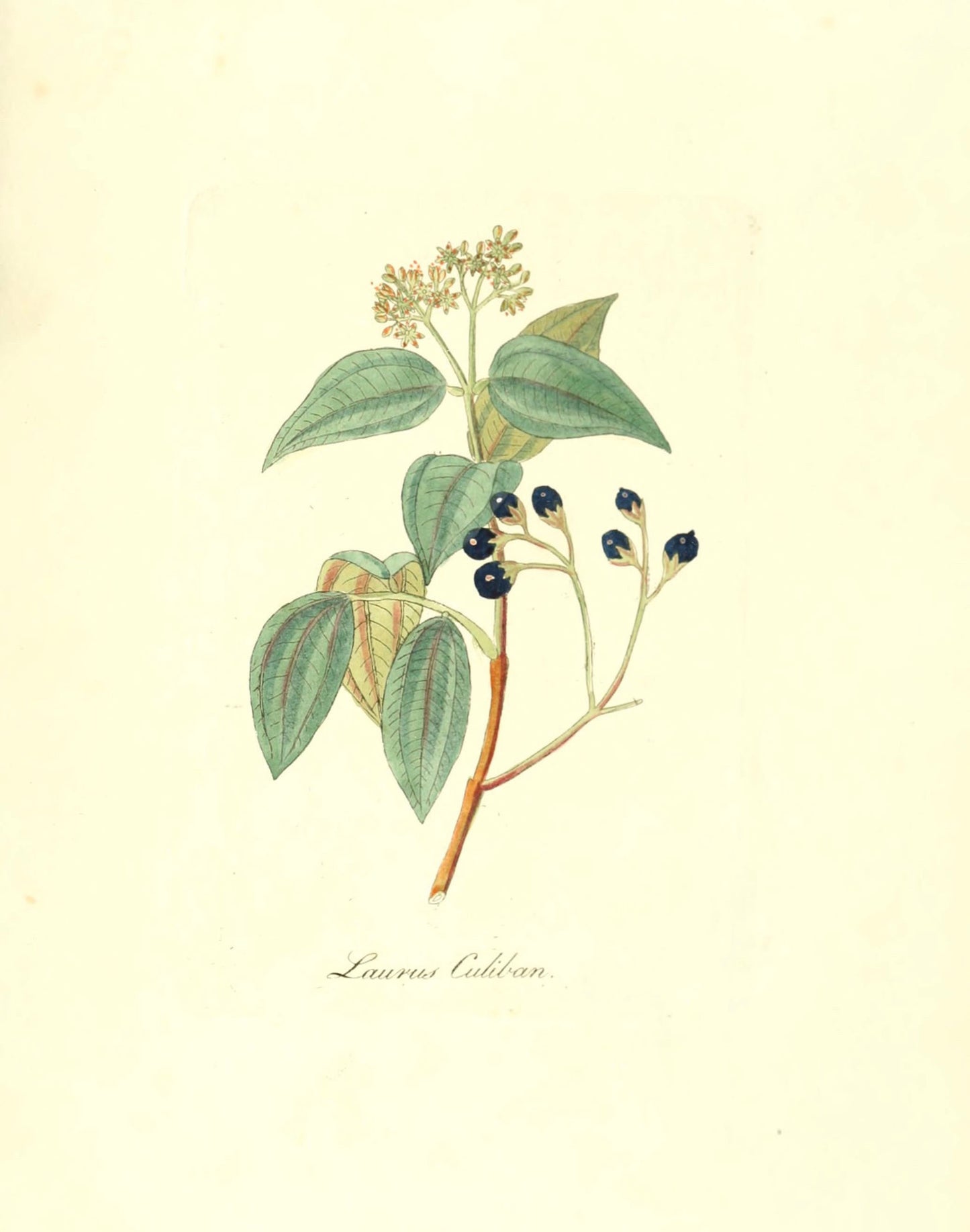Botanical Print - Laurus