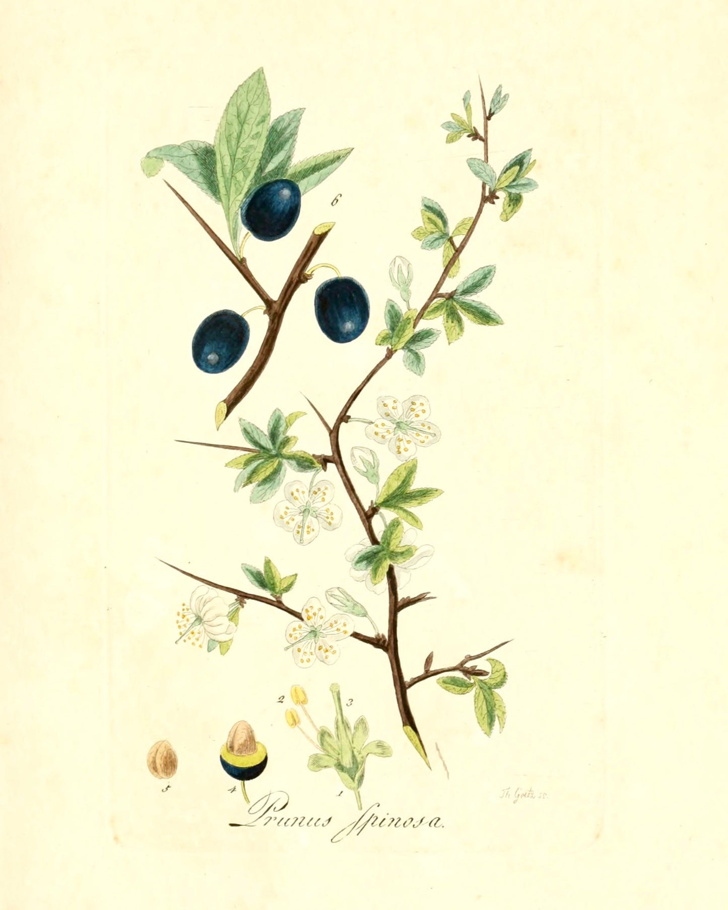 Botanical Print - Prunus Spinosa