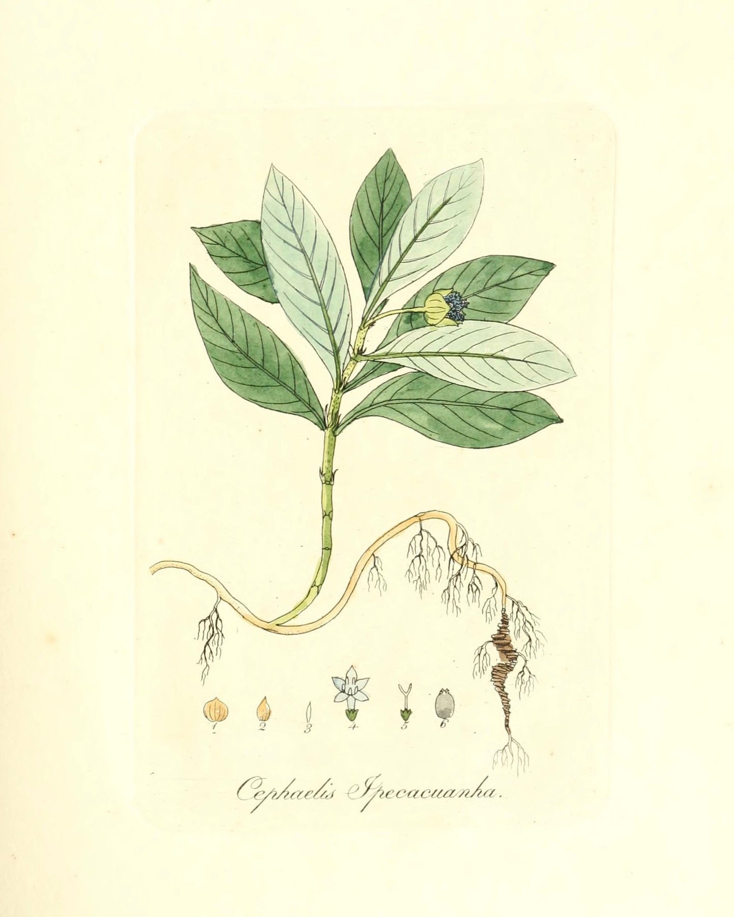 Botanical Print - Chephaelis