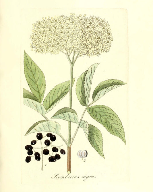 Botanical Print - Sambucus