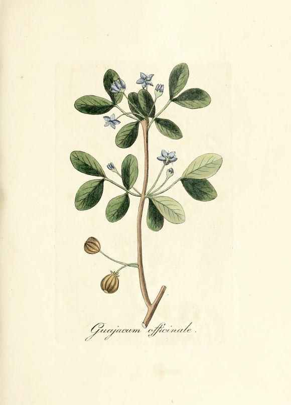 Botanical Print - Guajacum