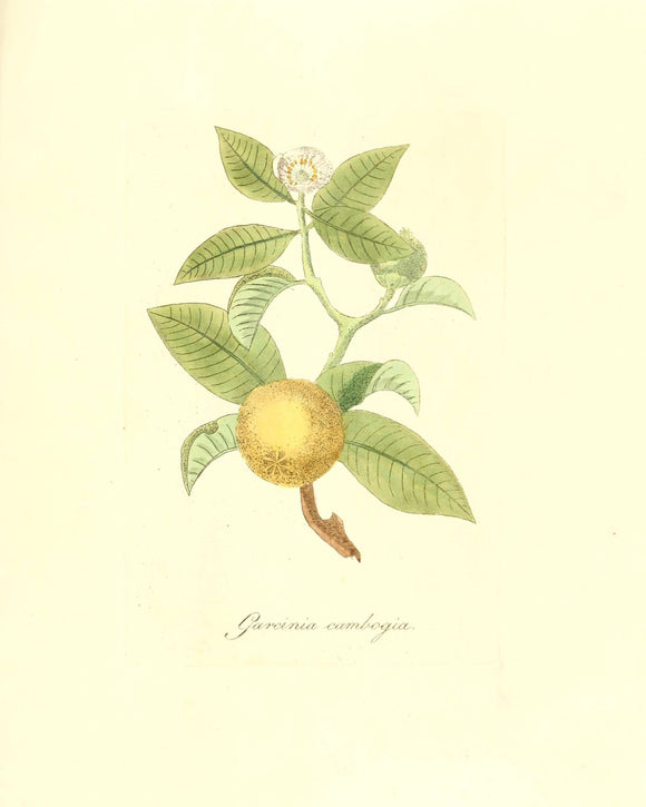Botanical Print - Garcinia