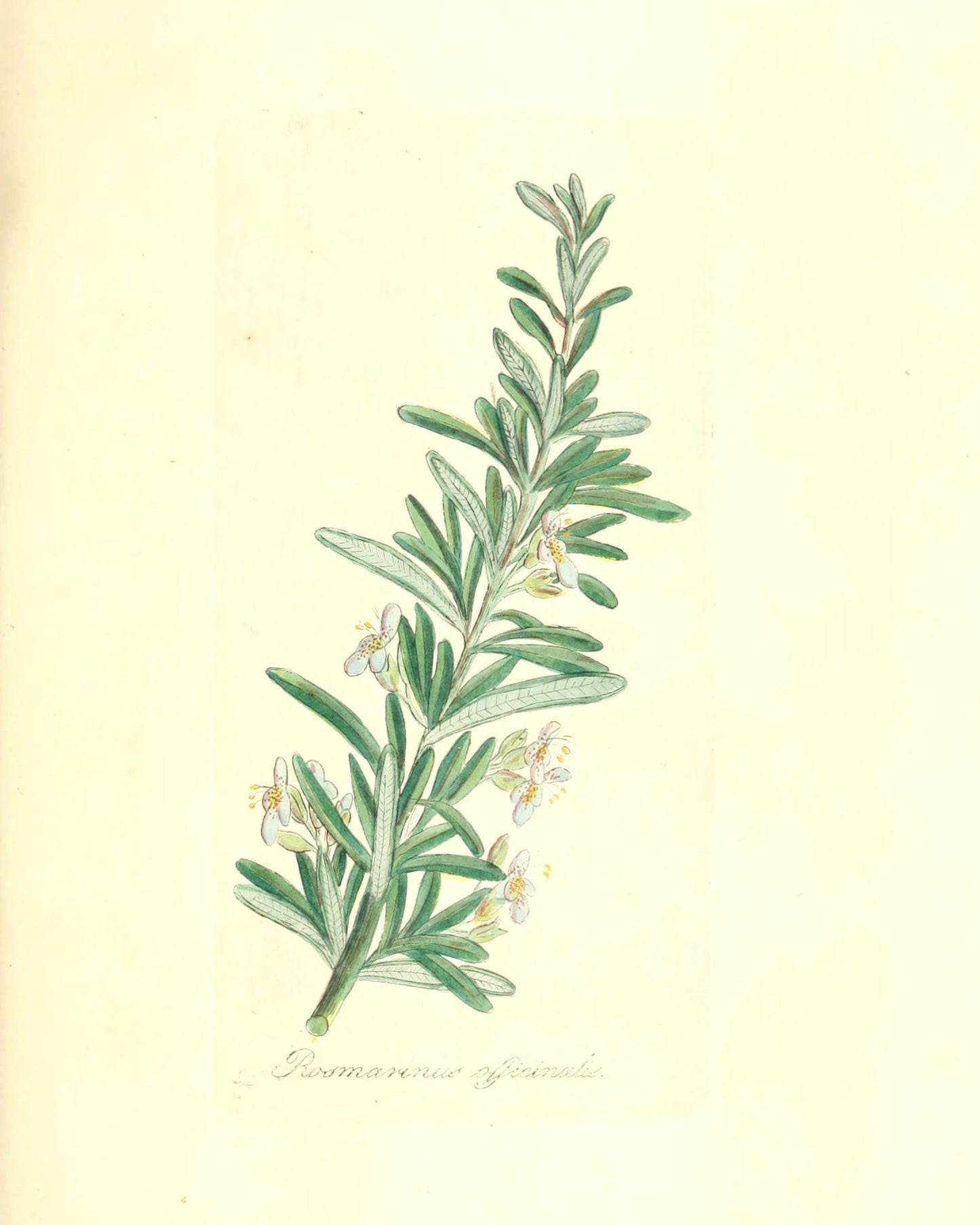 Botanical Print - Rosemary