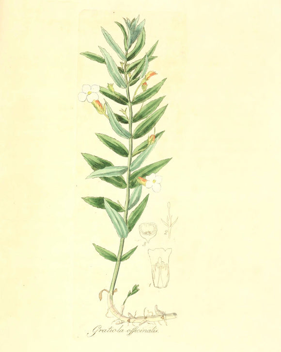 Botanical Print - Gratiola