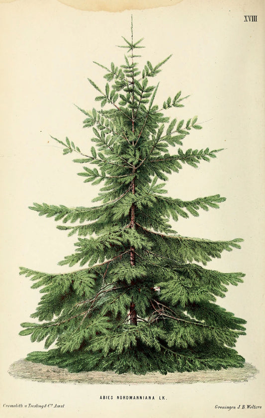 Botanical Print | Fir Tree