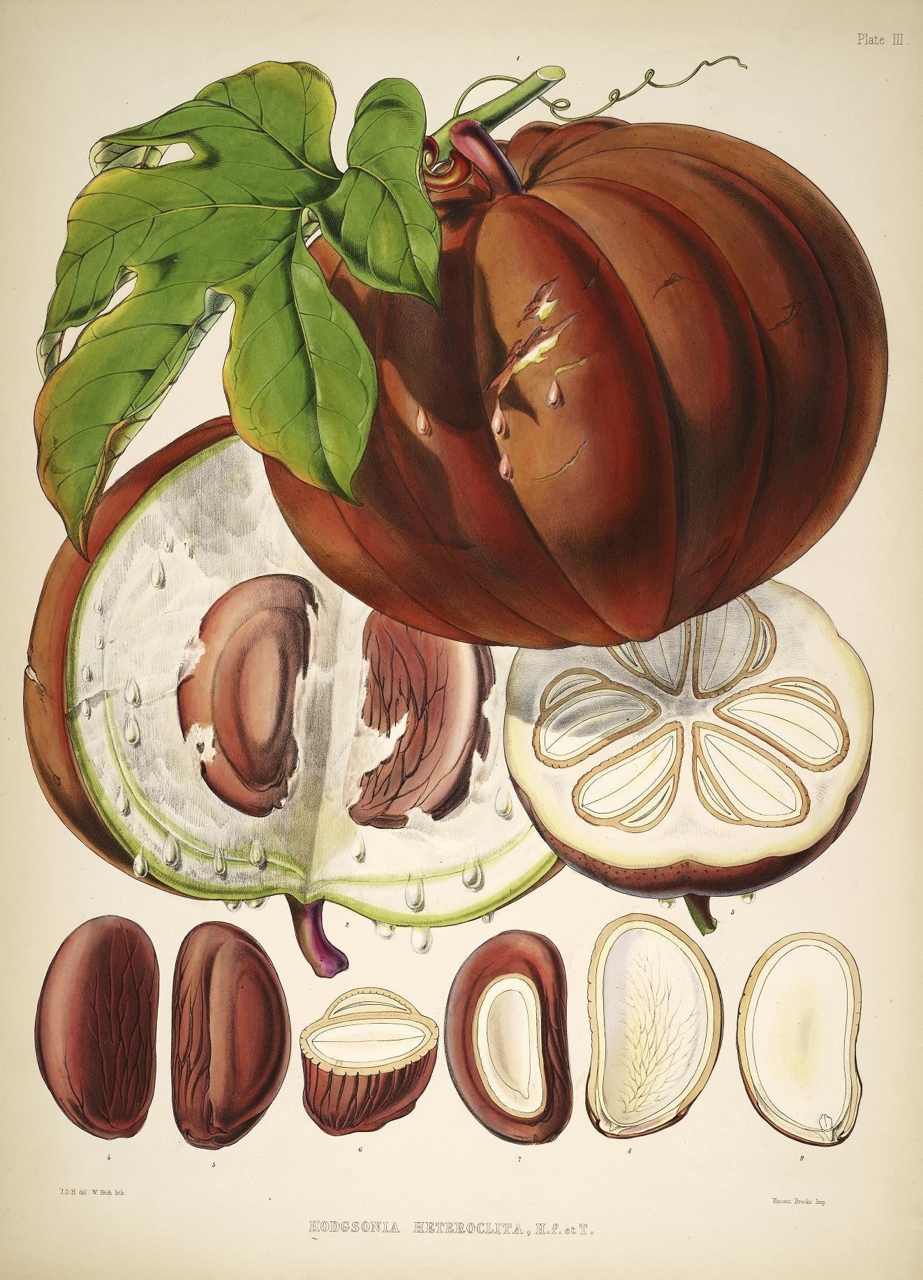 Botanical Print | Heirloom Pumpkin