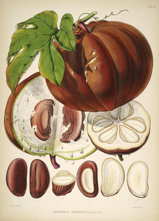 Botanical Print | Heirloom Pumpkin