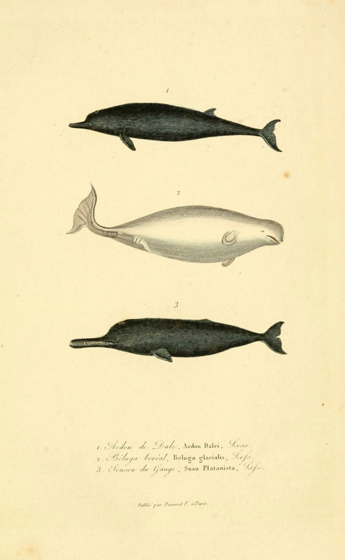 Aoden Whale - Print