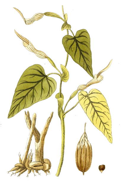 Narrow Botanical Print - Aristolochia