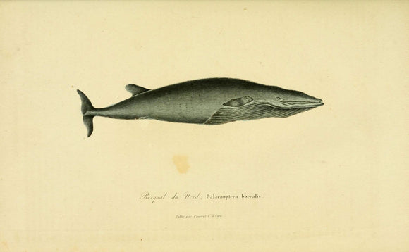Borealis Whale - Print