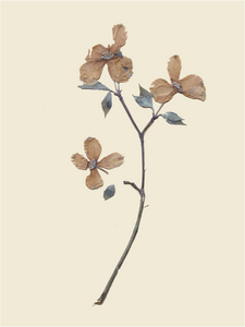 Aunt Lisa's Vintage Botanicals