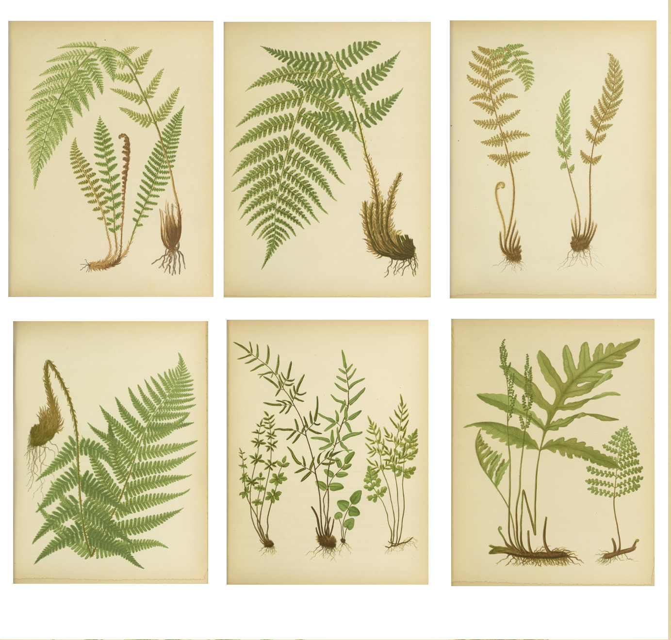 botanical illustration fern