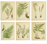 Botanical Print - Fern #6