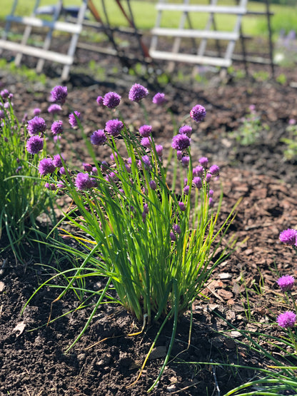 Chive Flower Tablets & Tags