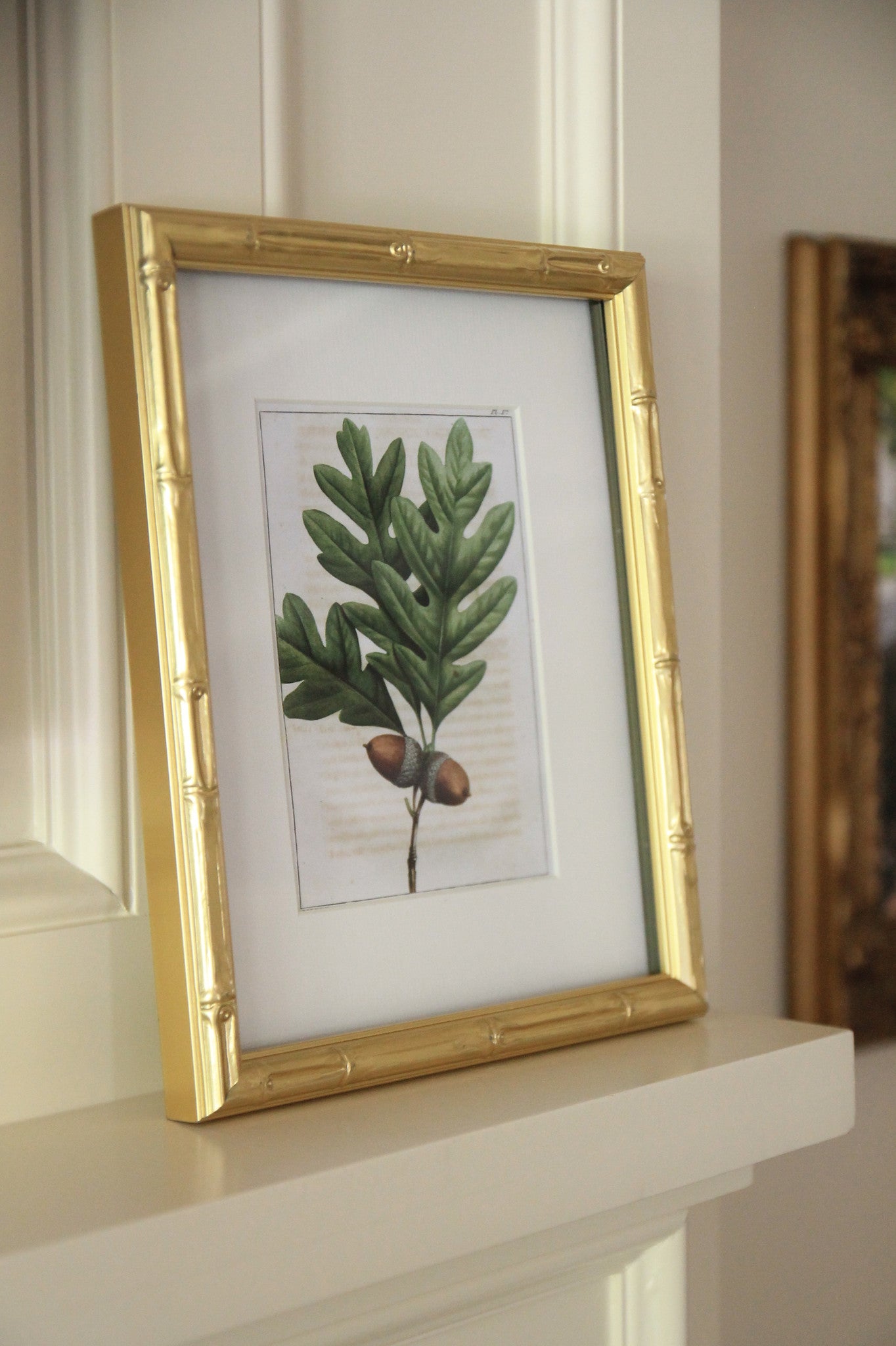 Botanical Print - Iron Wood