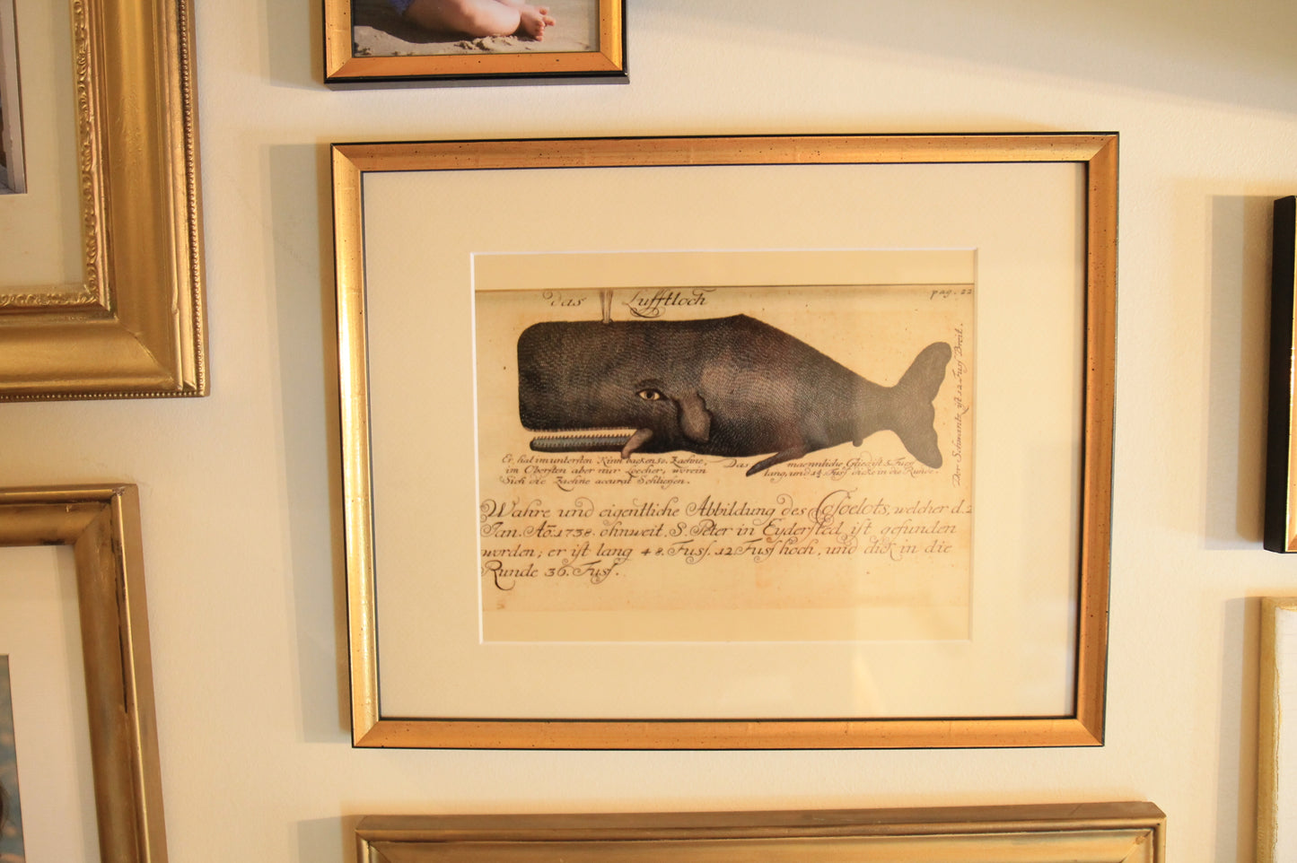 Nantucket Whale - Print