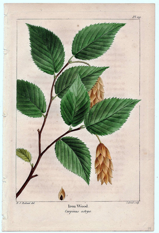 Botanical Print - Iron Wood