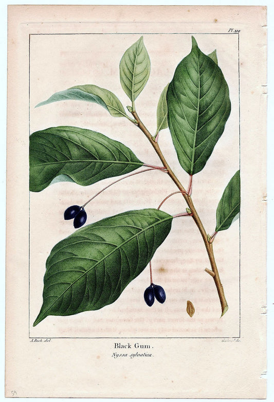Botanical Print - Gum Tree