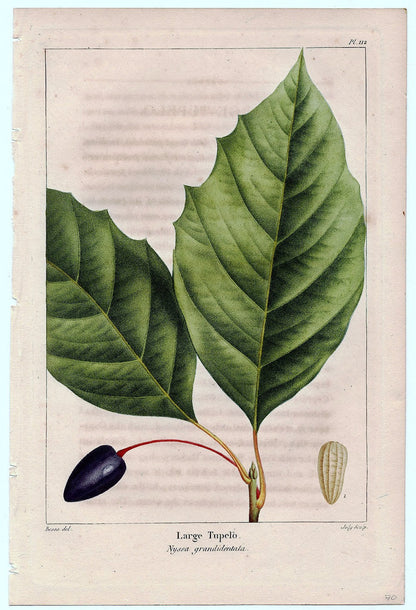 Botanical Print - Tupelo