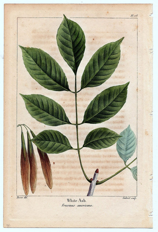 Botanical Print - Ash