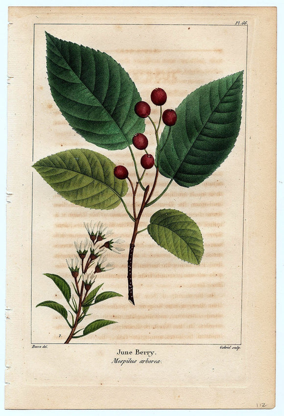 Botanical Print - Berry