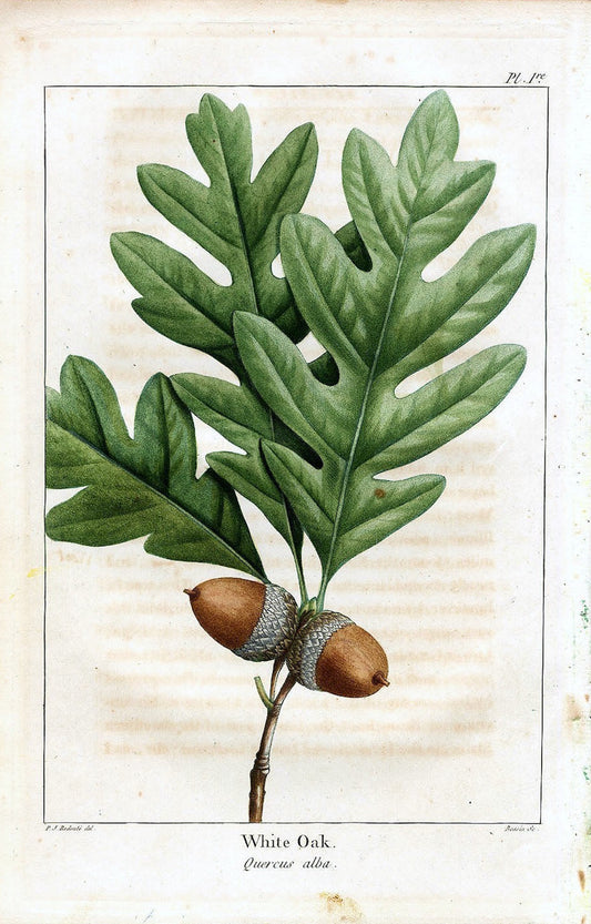 Botanical Print - White Oak