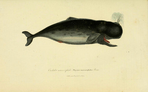 Physeter Whale - Print