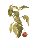Narrow Botanical Print - Solanum