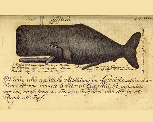 Nantucket Whale - Print