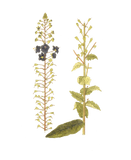 Narrow Botanical Print - Verbascum